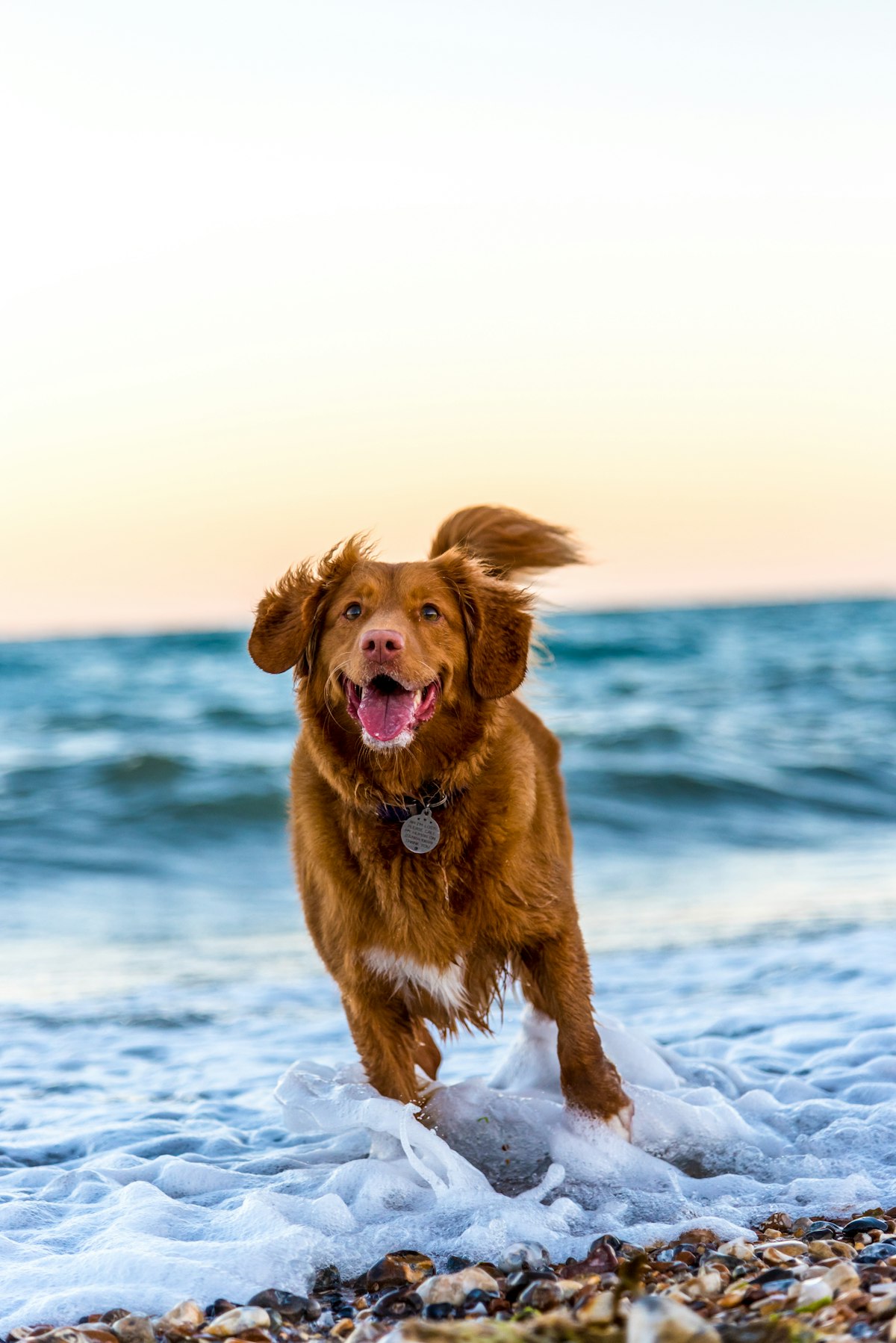 Pet-Friendly Rentals on Hilton Head: A Complete Guide for Traveling with Dogs